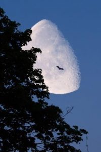 bildet viser en flaggermus som flyr foran en stor nemåne