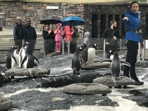 pingvinene på akvariet i Bergen får mat